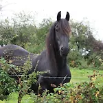 Bed & Breakfast Slieve Aughty Centre Loughrea