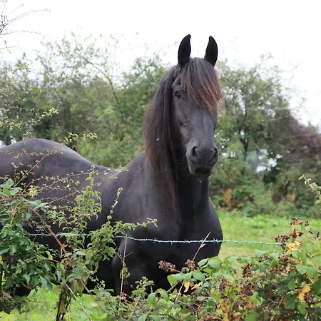 Oda ve Kahvaltı Slieve Aughty Centre Loughrea