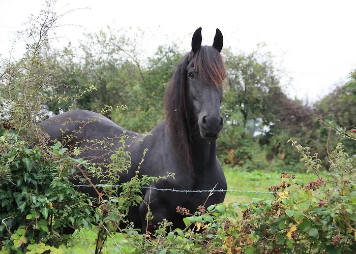 Bed and Breakfast Slieve Aughty Centre Loughrea